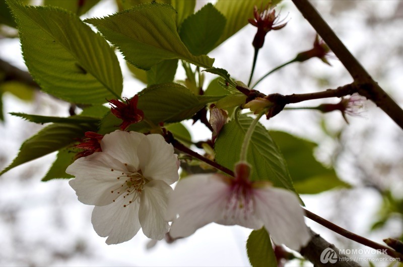 葉桜