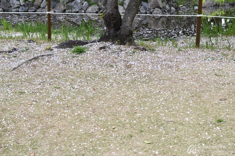 葉桜