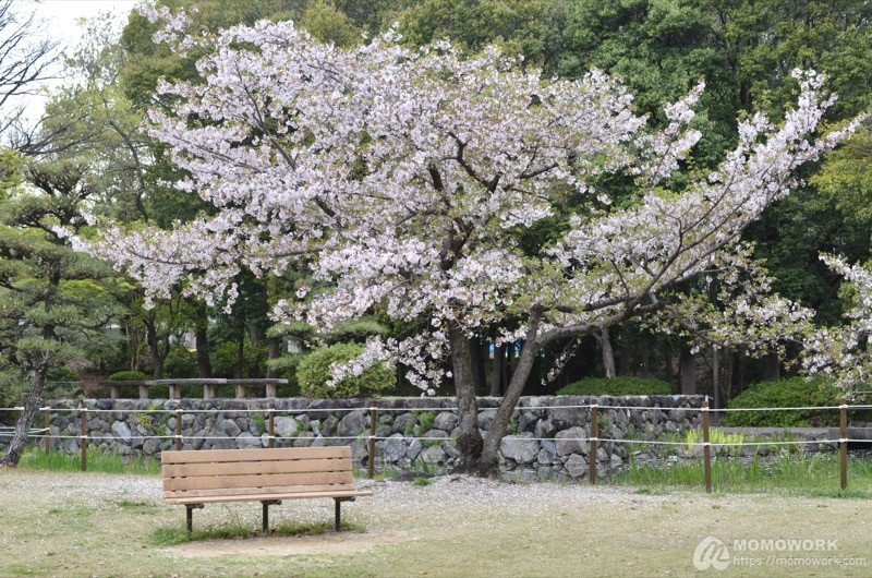 葉桜