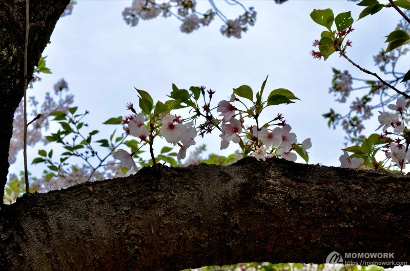 葉桜